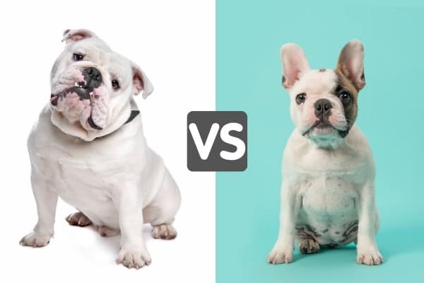 difference between a french bulldog and an english bulldog