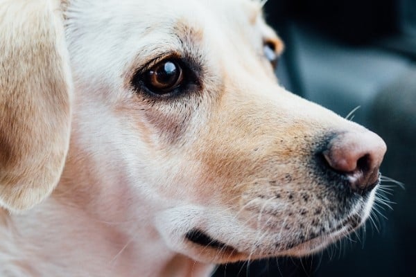 Why Do Labradors Noses Turn Pink?