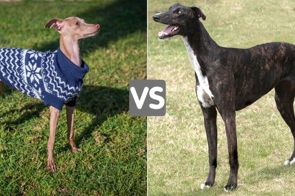 what size will a greyhound bull dog mix be