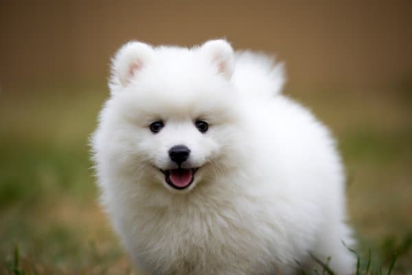 How Much Does A Japanese Spitz Cost