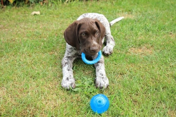 How Much Do German Shorthaired Pointers Cost