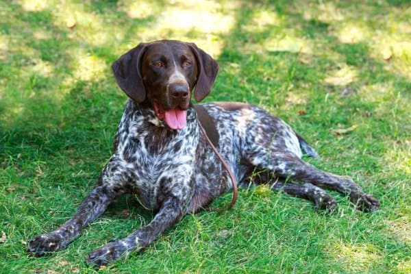 Are German Shorthaired Pointers Good 