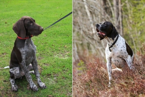english pointer liver and white