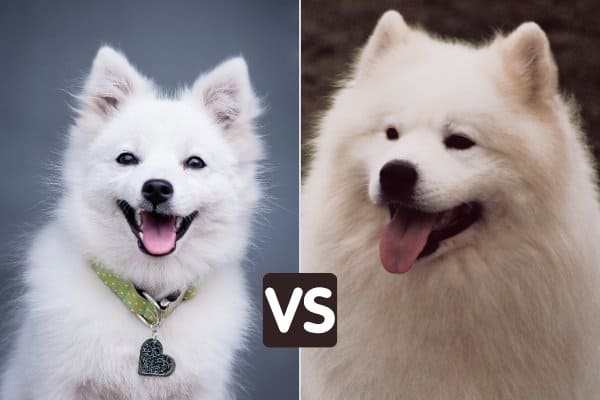 Japanese Spitz Vs Samoyed Similarities And Differences