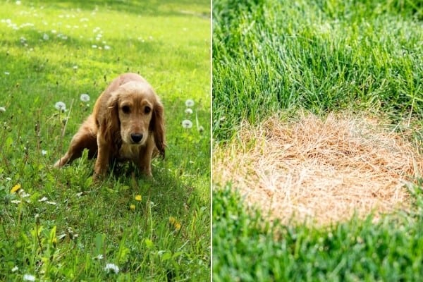 what can you put on grass for dog urine
