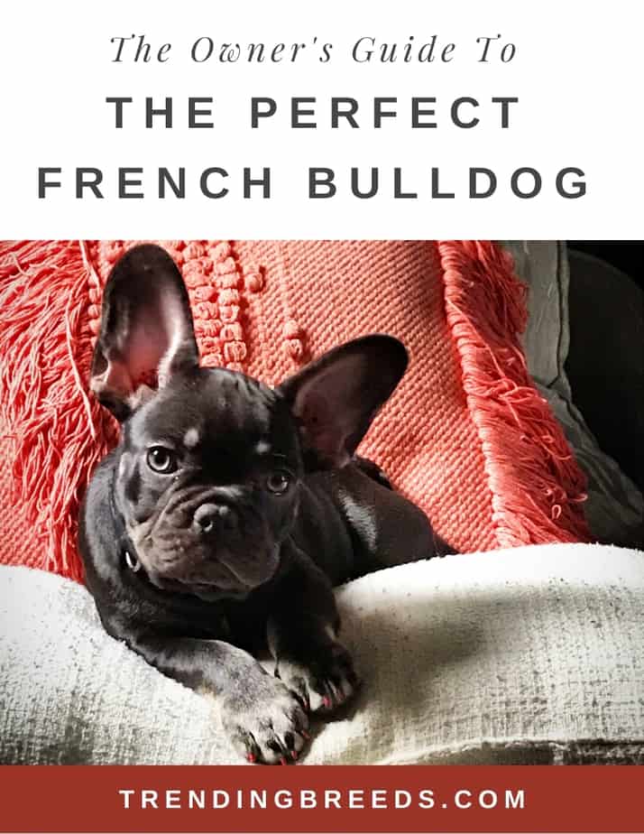 How Big Do French Bulldogs Get? Are There Different Sizes?