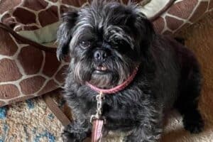 A black Pugapoo with a pink collar sitting beside a giraffe-pattern cushion.