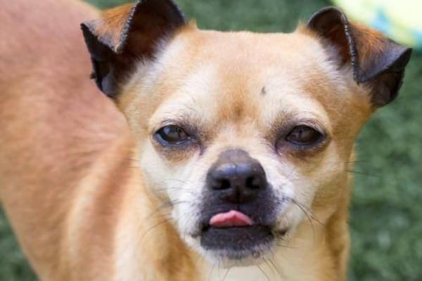 Apple Head Chihuahua – Breed Facts & FAQ! (2024)
