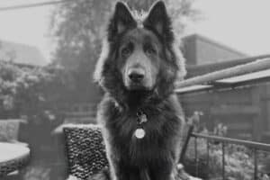 The Blue German Shepherd – Your Questions Answered