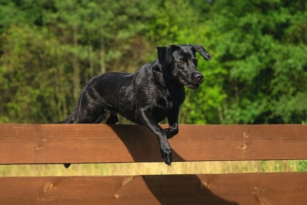 can a dog jump a 4 foot fence