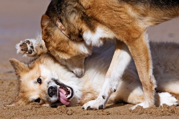 why do dogs play bite each other