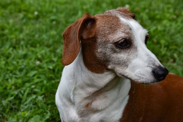 what makes a dachshund a dapple