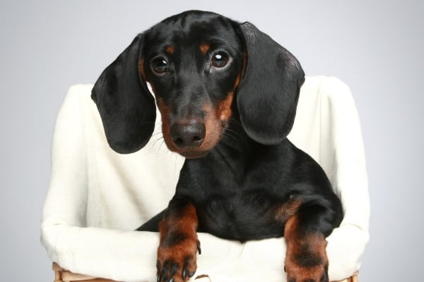 how much does a wiener dog cost