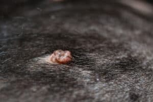 Wart on black dog | Trending Breeds