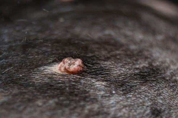 Guide To Warts On Dogs Causes Treatment And Prevention 2024
