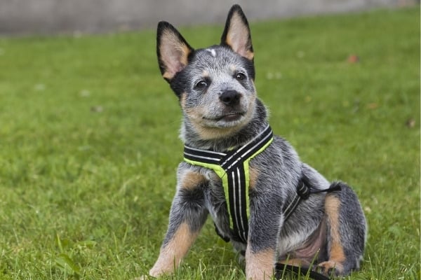 why are blue heelers aggressive