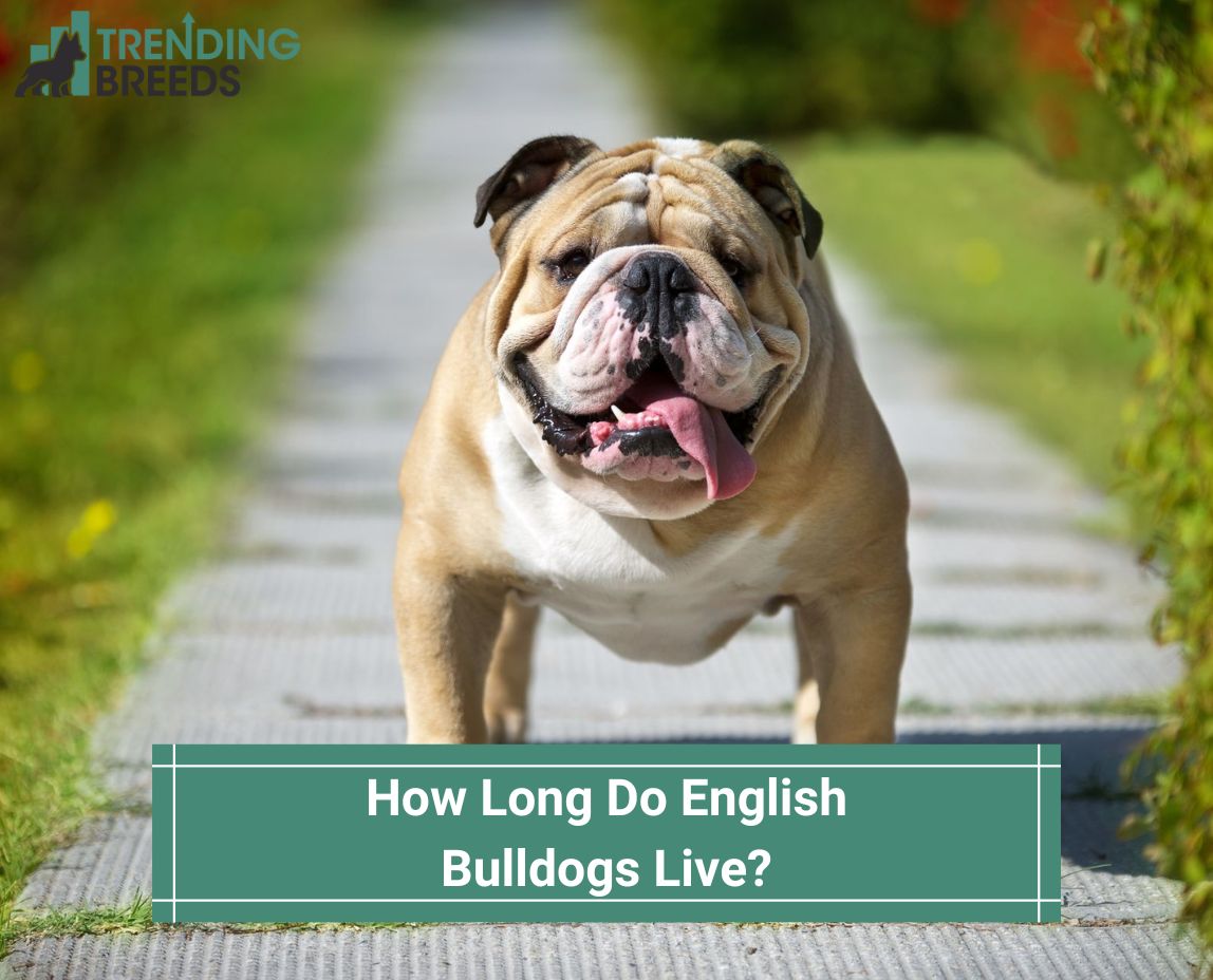 are english bulldogs good emotional