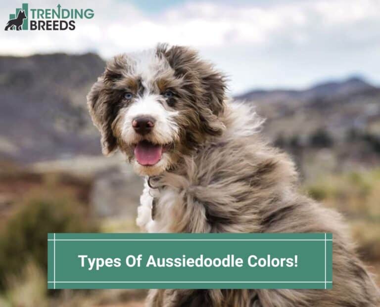 Types Of Aussiedoodle Colors With Tons Of Pictures! (2024)