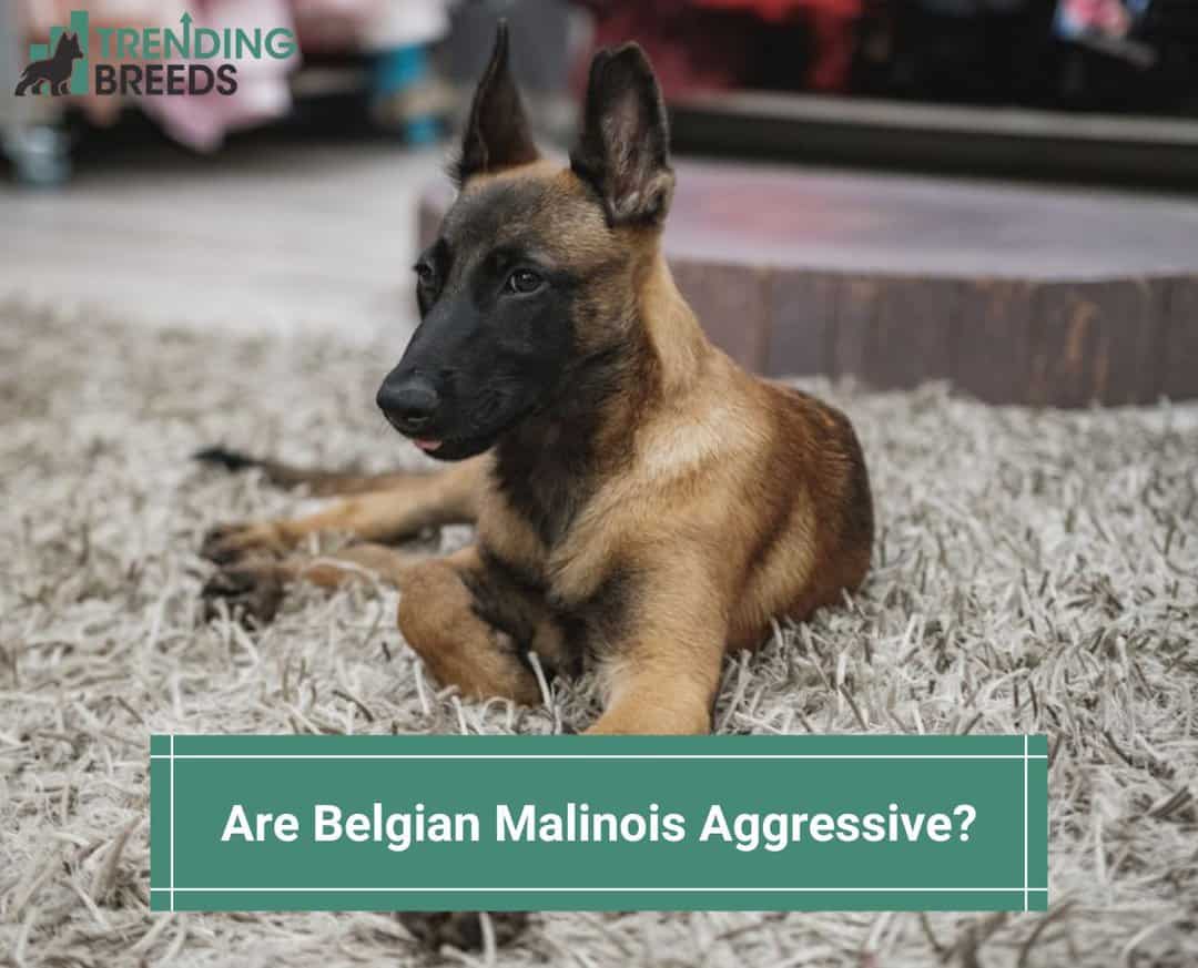 are belgian malinois mean dogs
