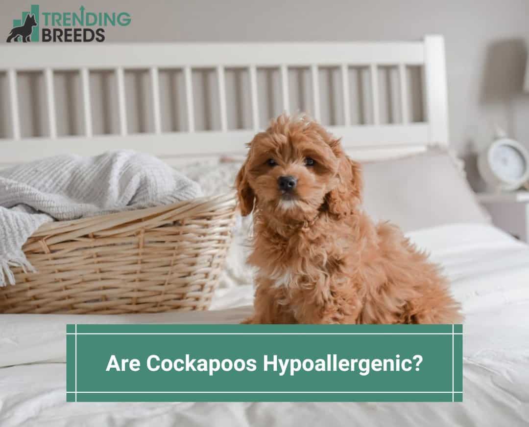 are cockapoo hypoallergenic