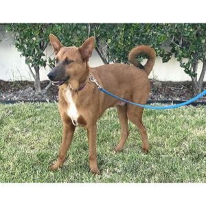 Basenji-German-Shepherd-Mix-Information