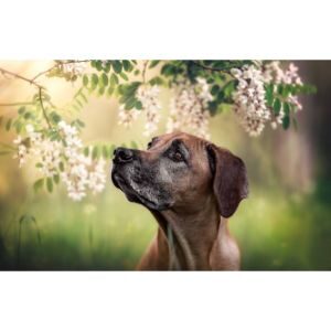 Calico-Ridge-Rhodesian-Ridgebacks