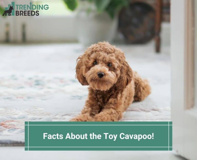 12 Facts About the Toy Cavapoo! (2023)