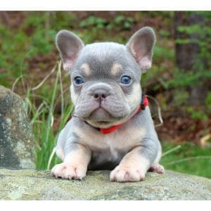 French Bulldog Puppies in Colorado – Top 5 Breeders! (2023)