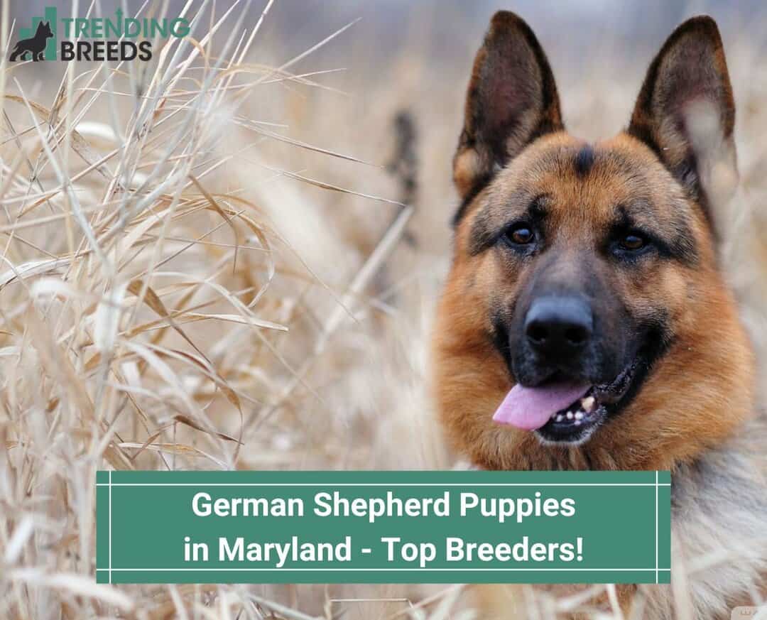 German Shepherd Puppies in Maryland – Top 4 Breeders! (2023)