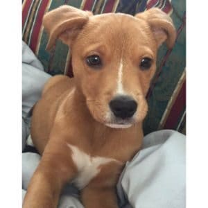 Golden-Retriever-Basenji-Mix-Guide