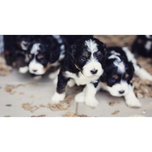 Ranch House Bernedoodles Trending Breeds   Ranch House Bernedoodles 300x300 