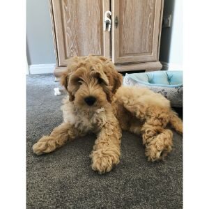 The-Best-14-Cockapoo-Rescue-Centers