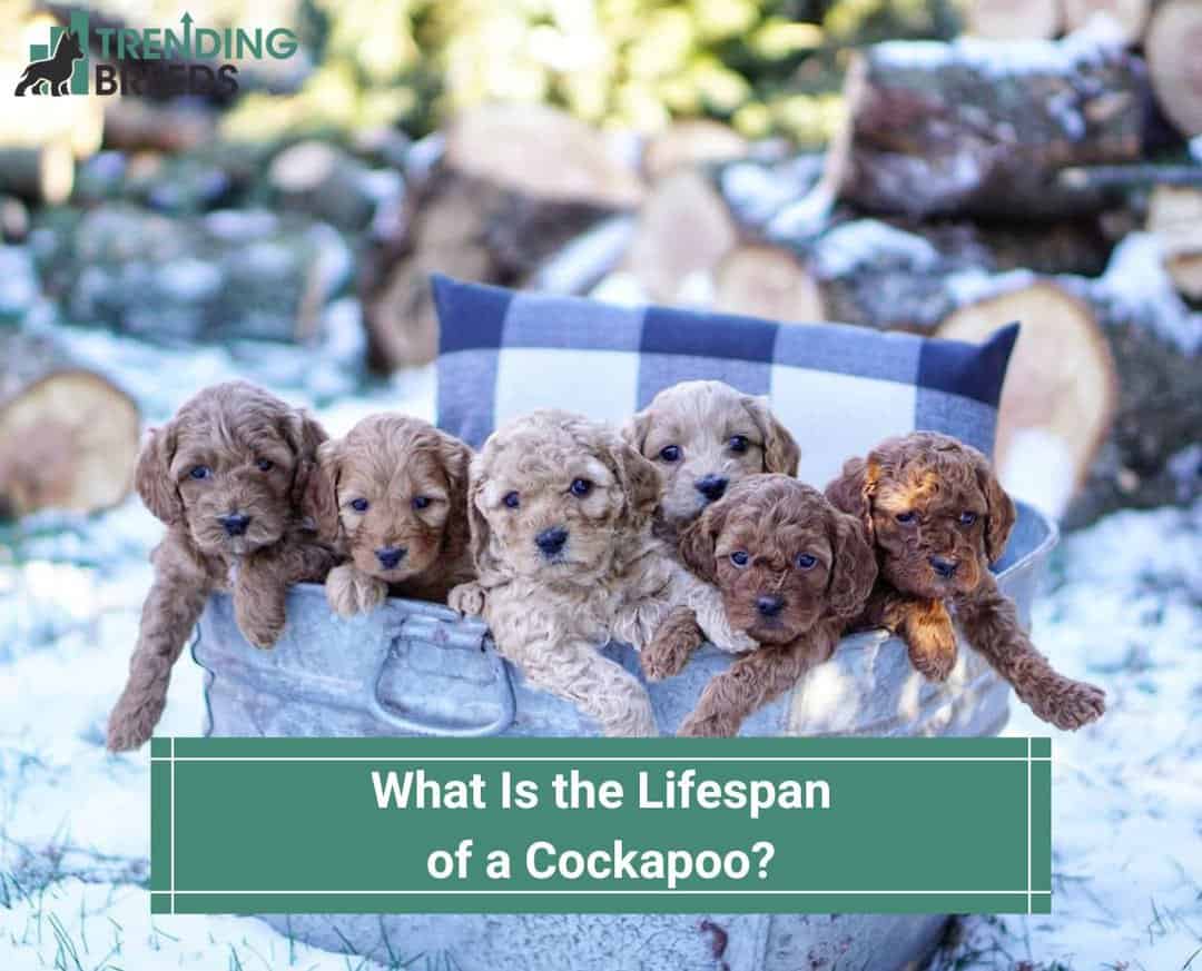 What Is The Lifespan Of A Cockapoo Template Trending Breeds