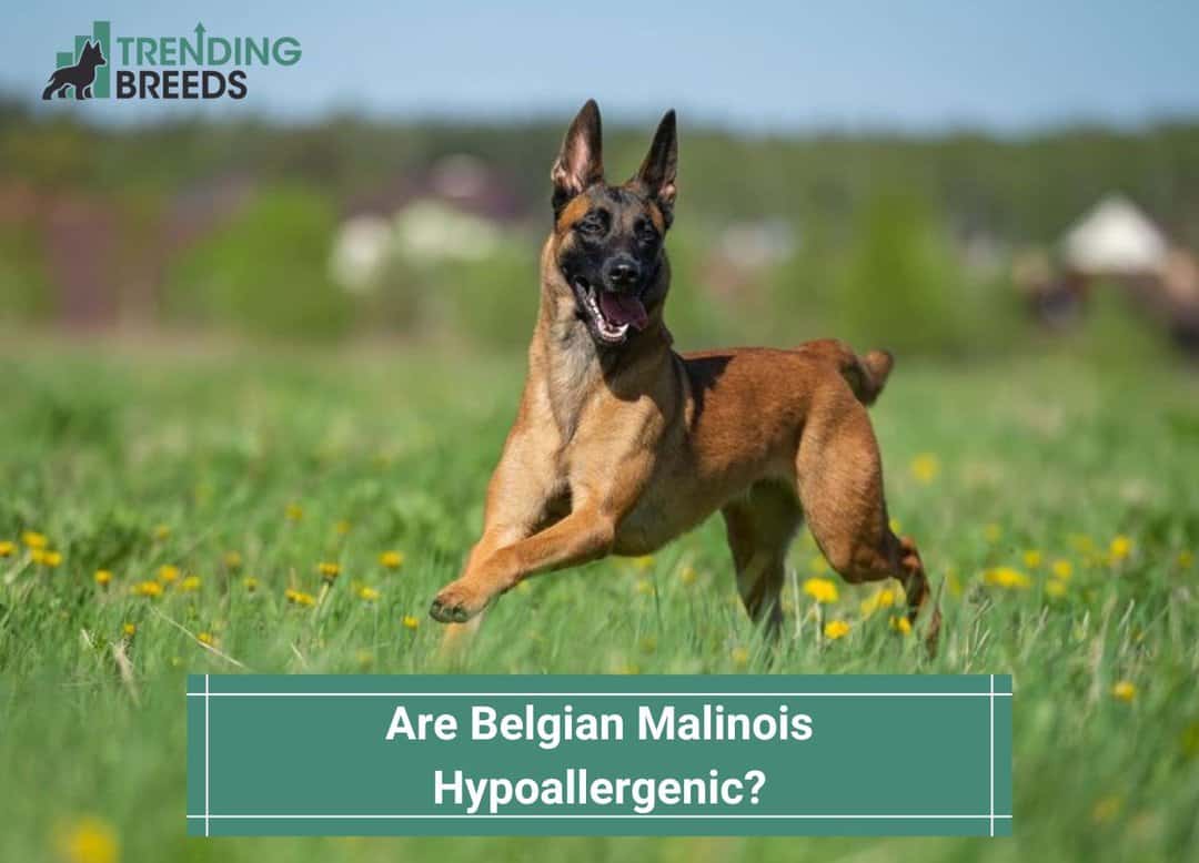 Belgian malinois food clearance allergies