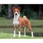 Basenji-Club-of-America