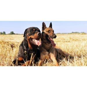 Belgian-Malinois-Rottweiler-Mix-Guide