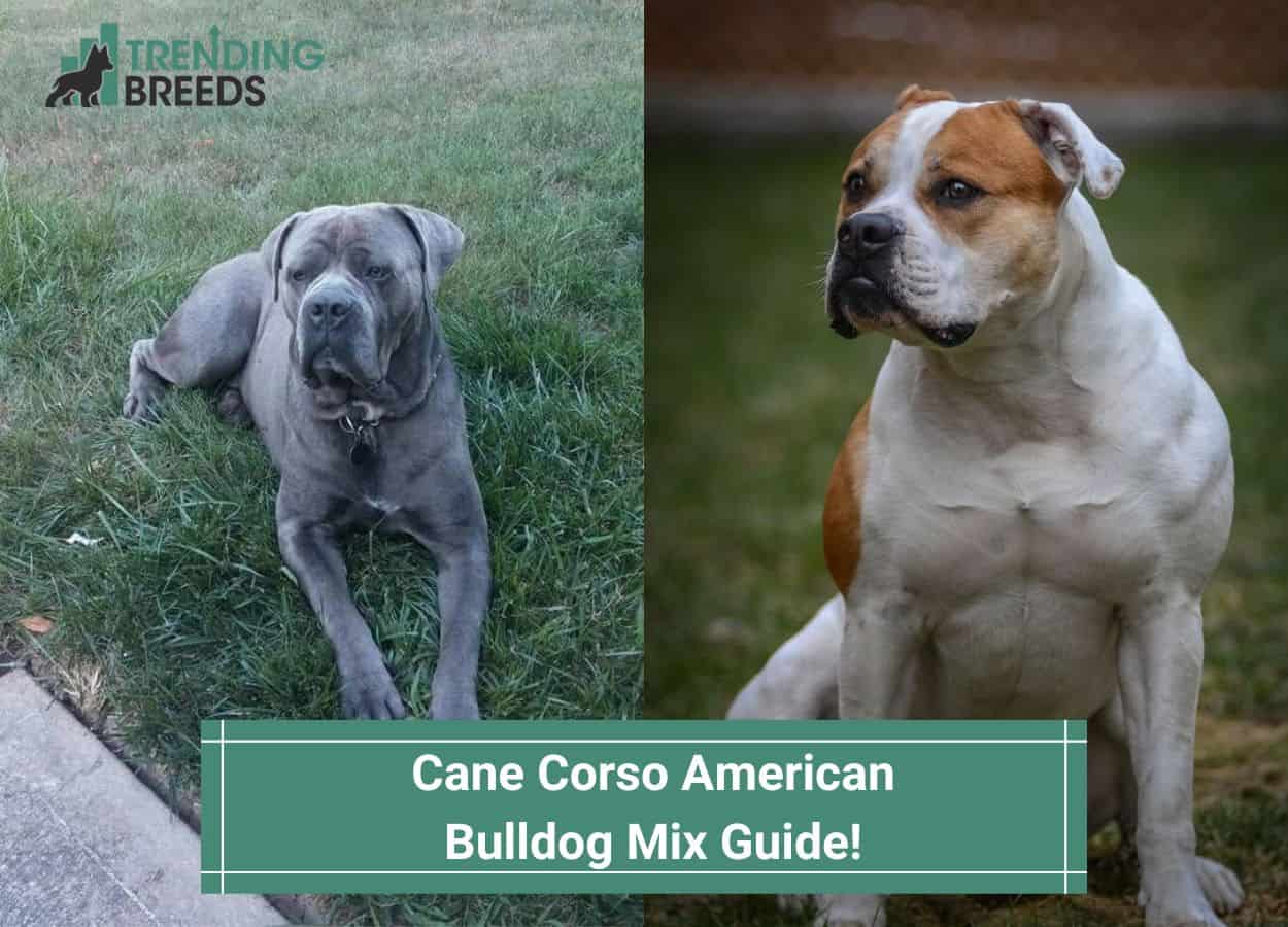 american bulldog is a mixed breed