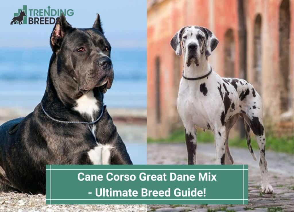 Cane Corso Great Dane Mix – Ultimate Breed (2023)