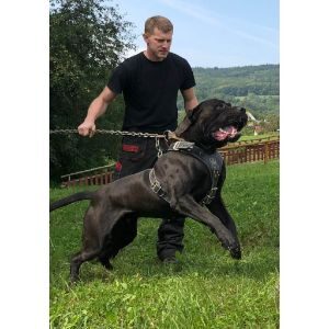 Conclusion-For-Cane-Corso-Bandogge-Mix-Guide