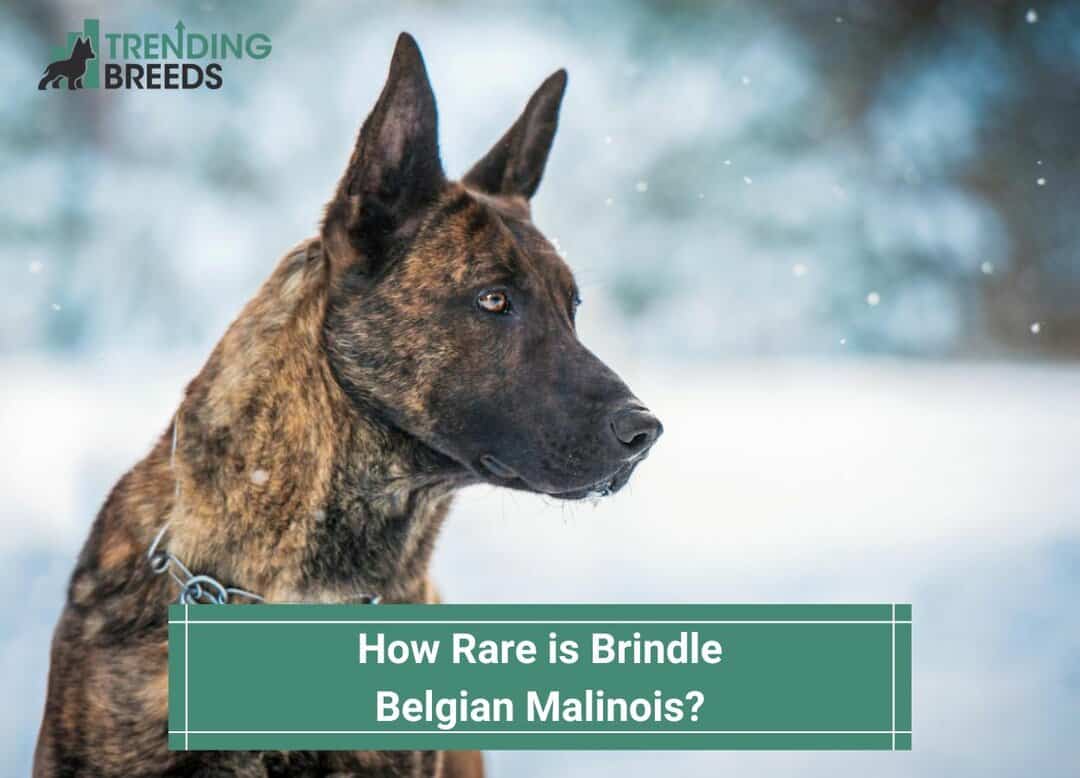 How Rare Is A Brindle Belgian Malinois? (2023)