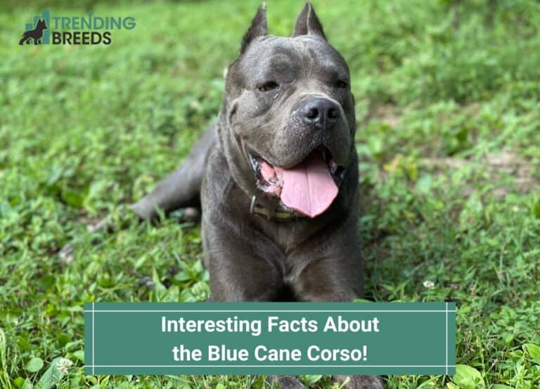 13 Interesting Facts About the Blue Cane Corso! (2024)