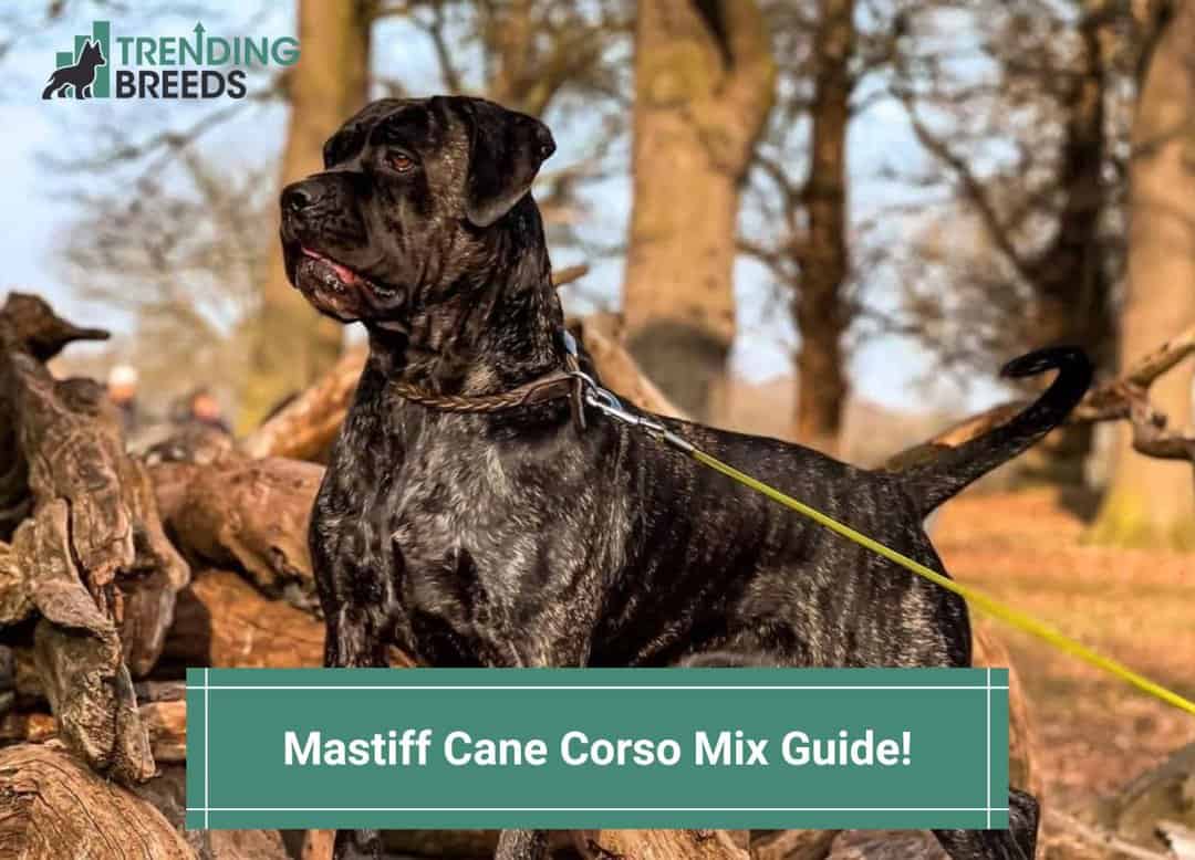 Mastiff Cane Corso Mix Guide! (2024)