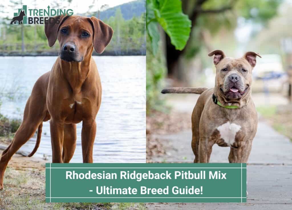 Rhodesian Pitbull Mix Ultimate Breed Guide!