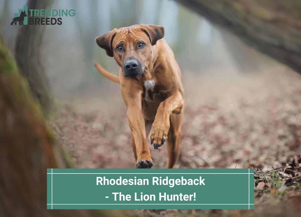 are rhodesian ridgebacks good hunting dogs