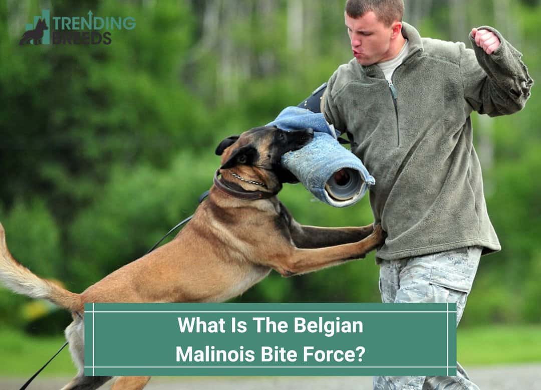 What Is The Belgian Malinois Bite Force? How To Visualize It (2023)