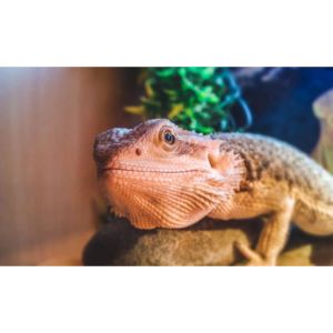 12 Best Reptile Rescues in The USA | Trending Breeds