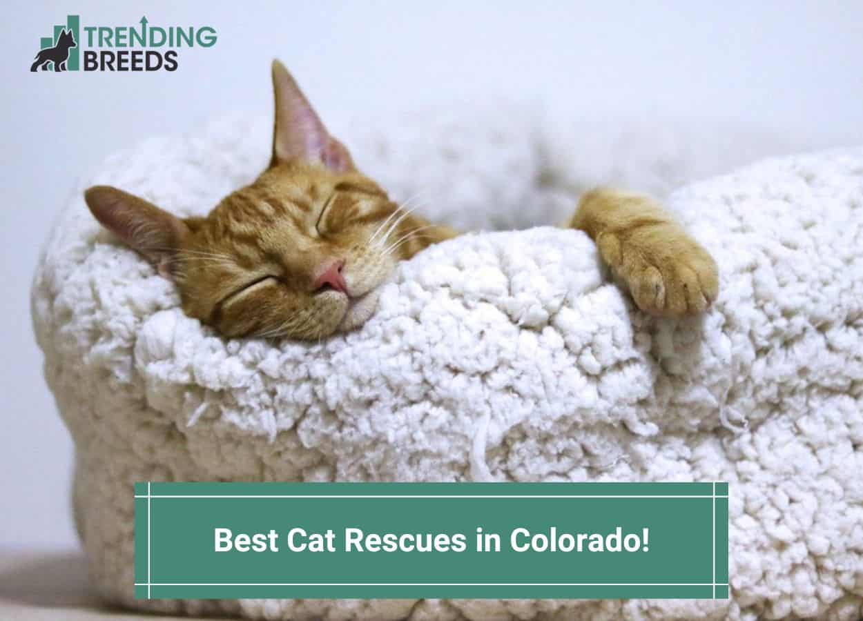 Best Cat Rescues In Colorado Template 
