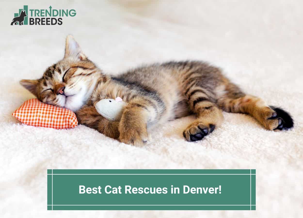 Best Cat Rescues In Denver Template 