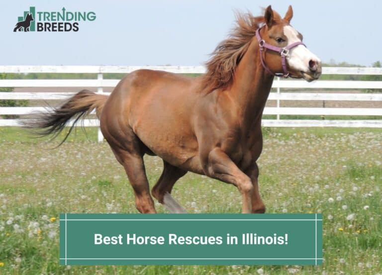 10 Best Horse Rescues in Illinois! (2024)