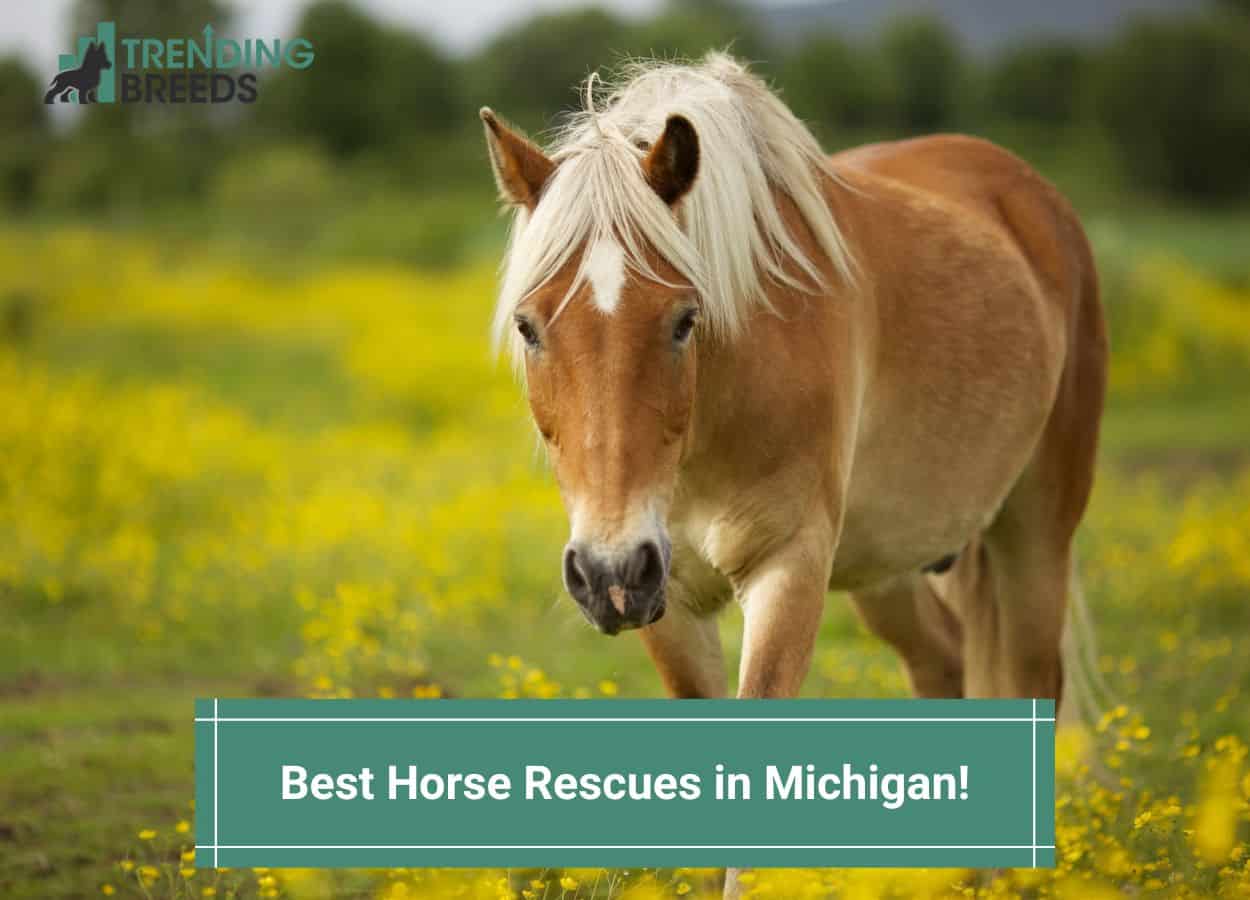 The 8 Best Horse Rescues in Michigan! (2024)